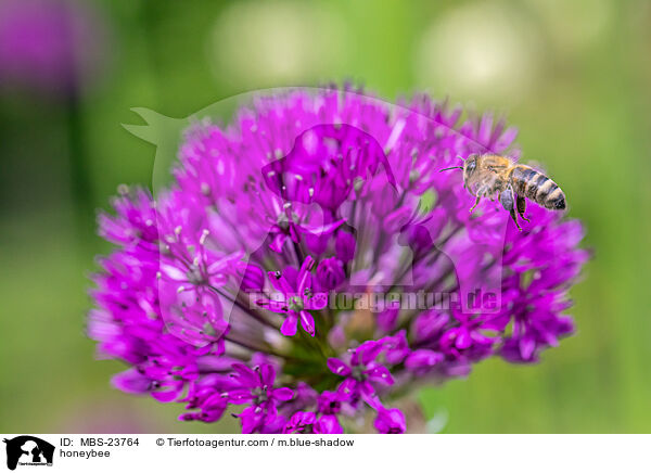honeybee / MBS-23764