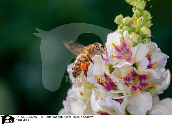 honeybee / MBS-23765