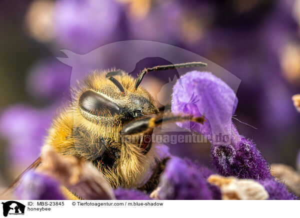 honeybee / MBS-23845