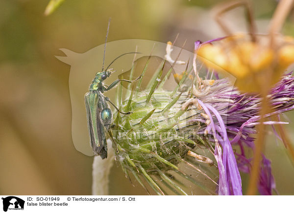Scheinbockkfer / false blister beetle / SO-01949