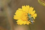 false blister beetle