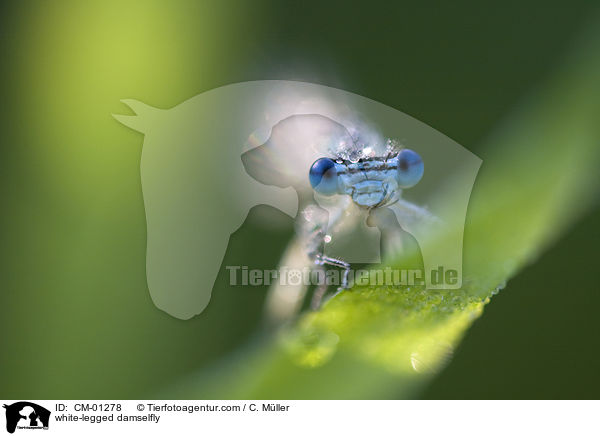 Blaue Federlibelle / white-legged damselfly / CM-01278