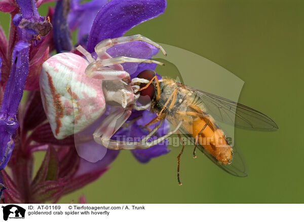 goldenrod crab spider with hoverfly / AT-01169