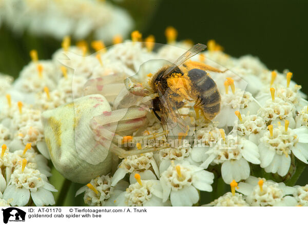 goldenrod crab spider with bee / AT-01170