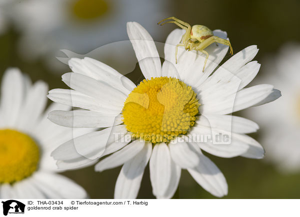 goldenrod crab spider / THA-03434