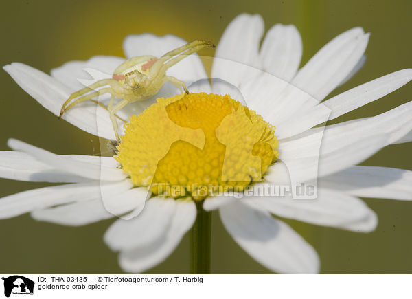 goldenrod crab spider / THA-03435