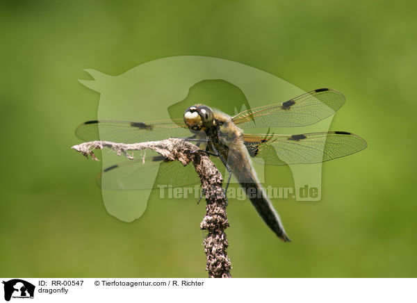 dragonfly / RR-00547