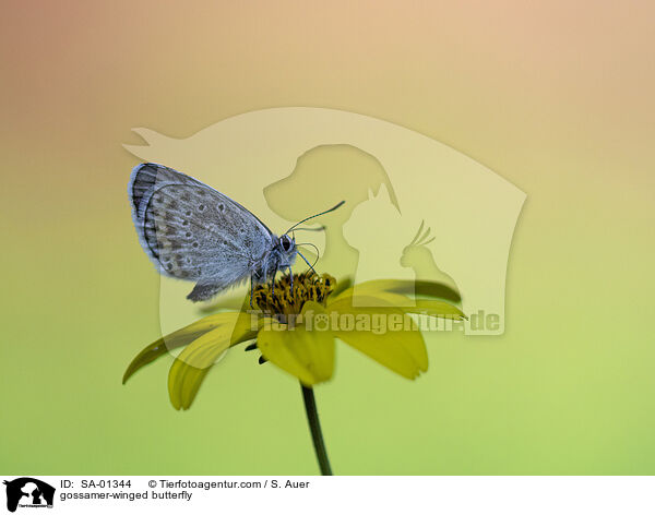 gossamer-winged butterfly / SA-01344