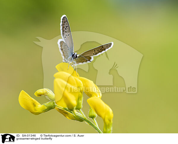 Bluling / gossamer-winged butterfly / SA-01346