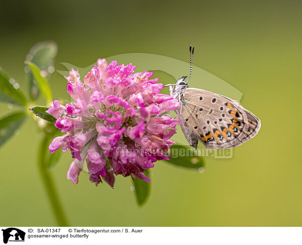 gossamer-winged butterfly / SA-01347