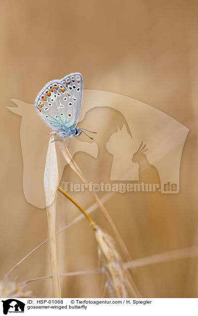 gossamer-winged butterfly / HSP-01068