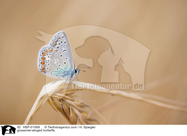 gossamer-winged butterfly / HSP-01069