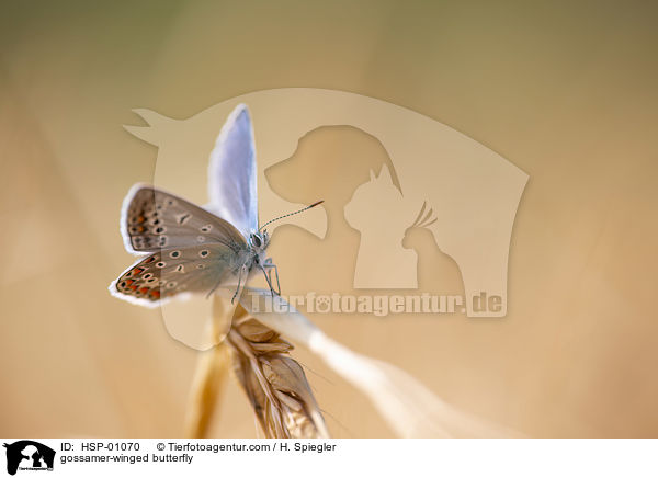 gossamer-winged butterfly / HSP-01070