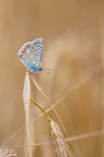 gossamer-winged butterfly