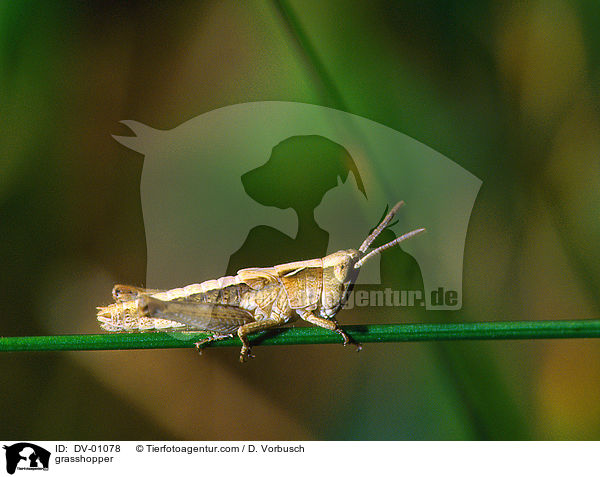 Heuschrecke / grasshopper / DV-01078