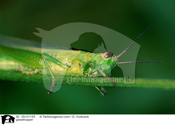 grasshopper / DV-01153