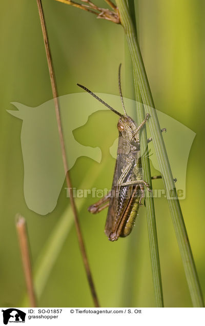 grasshopper / SO-01857