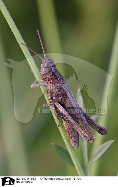 grasshopper / SO-01863
