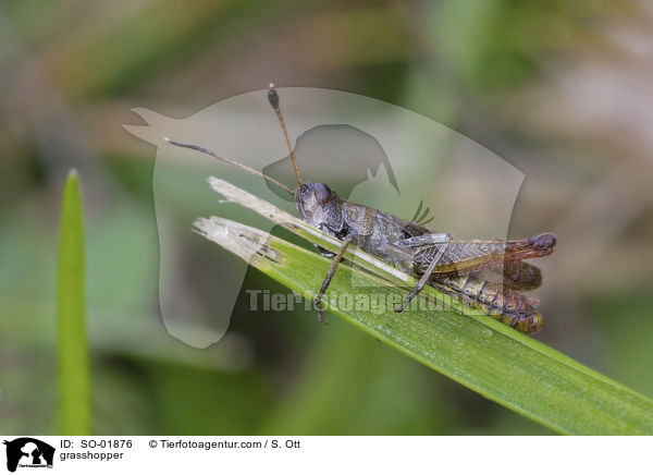grasshopper / SO-01876