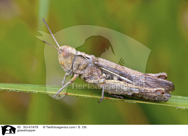 grasshopper / SO-01878