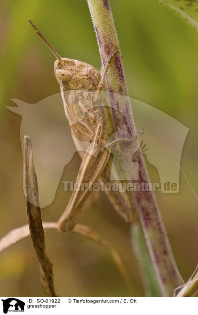 grasshopper / SO-01922