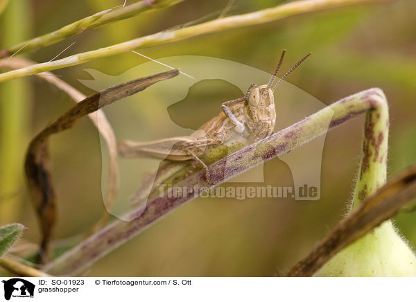 grasshopper / SO-01923
