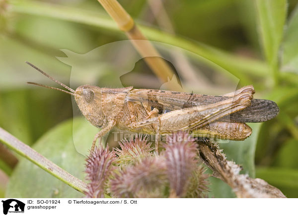 grasshopper / SO-01924