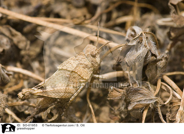 grasshopper / SO-01953