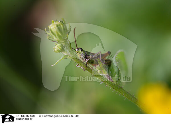 Grashpfer / grasshopper / SO-02458
