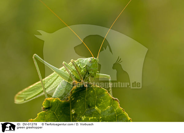 green grashopper / DV-01278