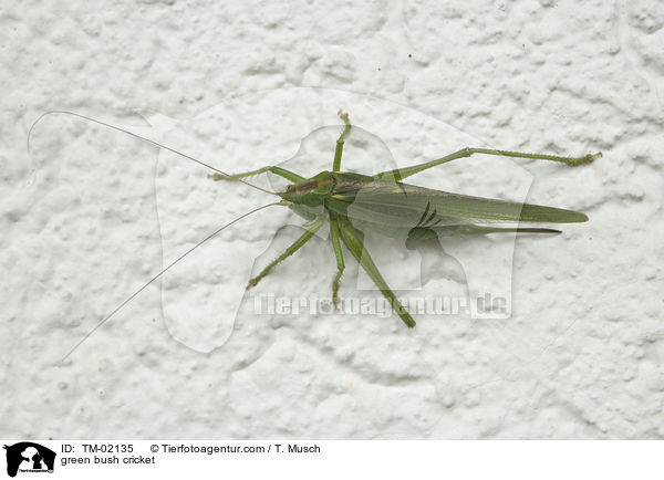 green bush cricket / TM-02135
