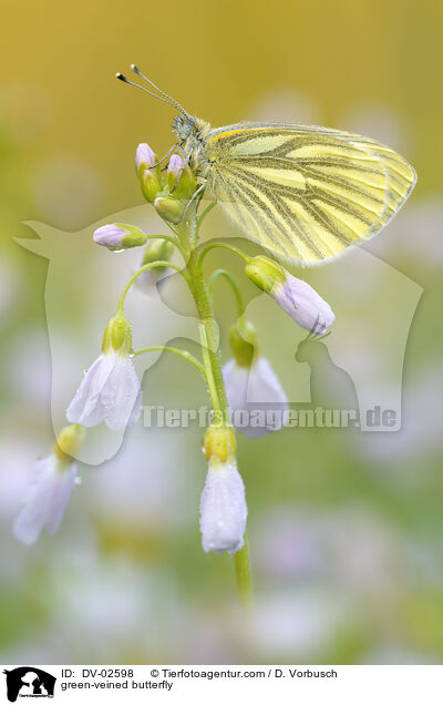 Grnaderweiling / green-veined butterfly / DV-02598