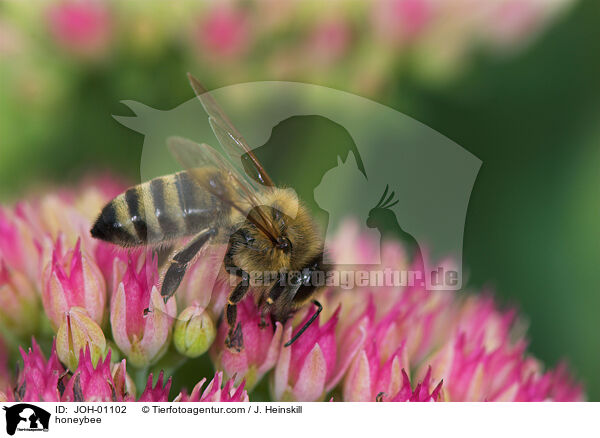 honeybee / JOH-01102