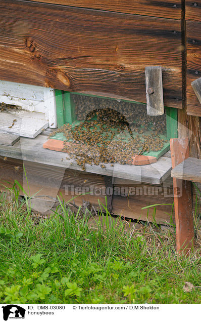 honeybees / DMS-03080
