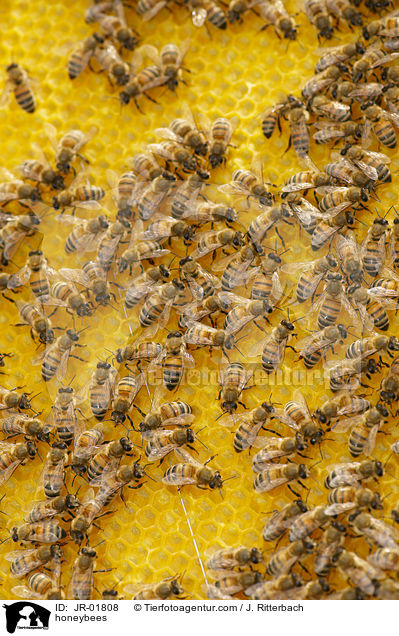 honeybees / JR-01808