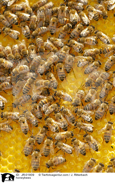 honeybees / JR-01809
