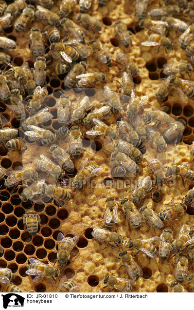 honeybees / JR-01810