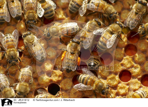 honeybees / JR-01812