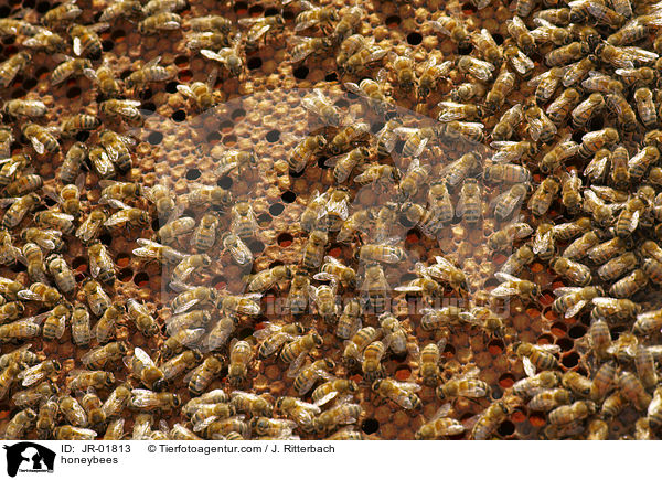honeybees / JR-01813