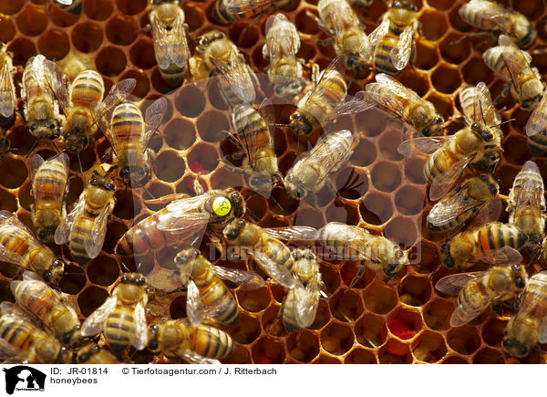 honeybees / JR-01814