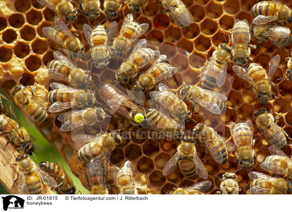 honeybees / JR-01815