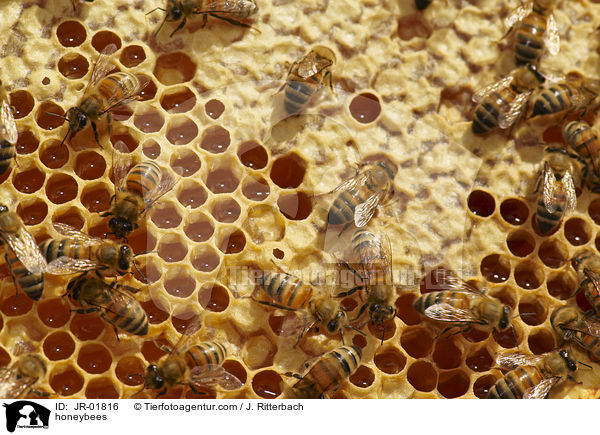 honeybees / JR-01816