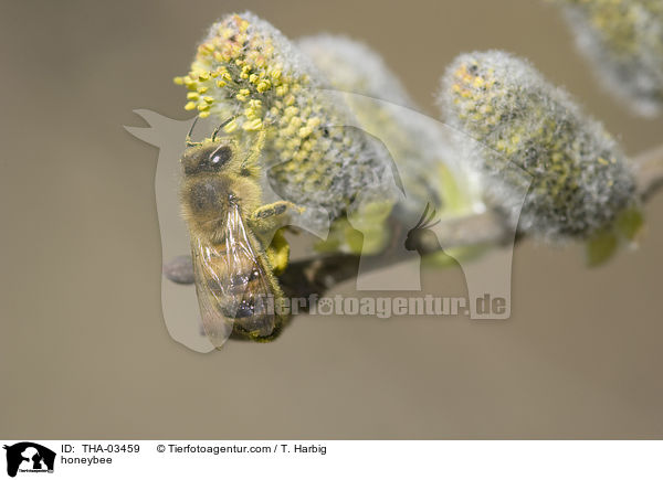 honeybee / THA-03459