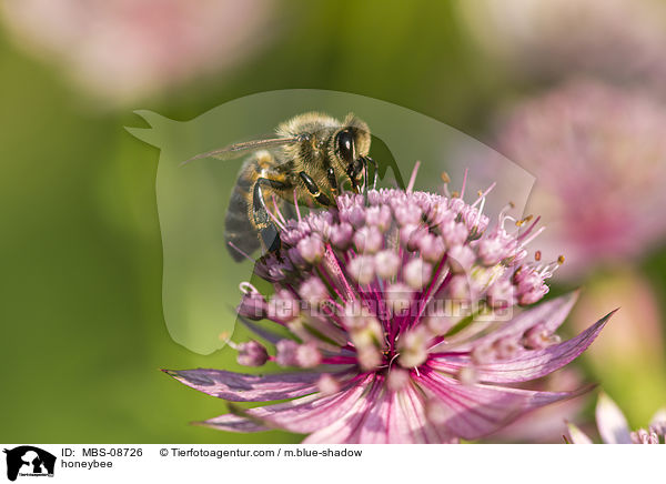 honeybee / MBS-08726