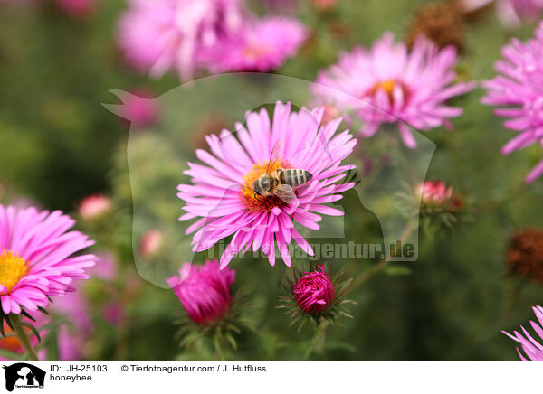 honeybee / JH-25103