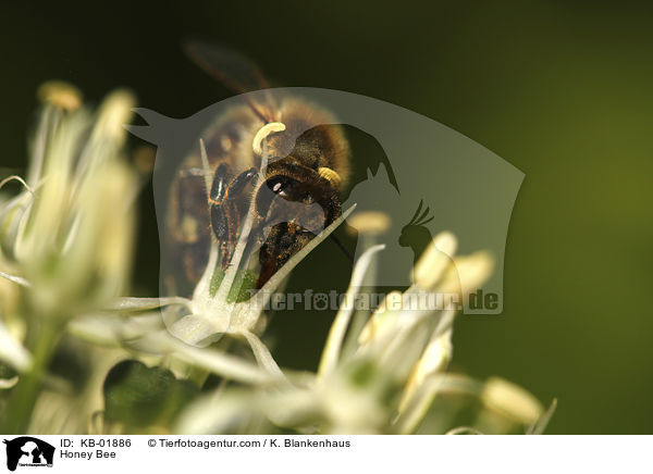 Honey Bee / KB-01886
