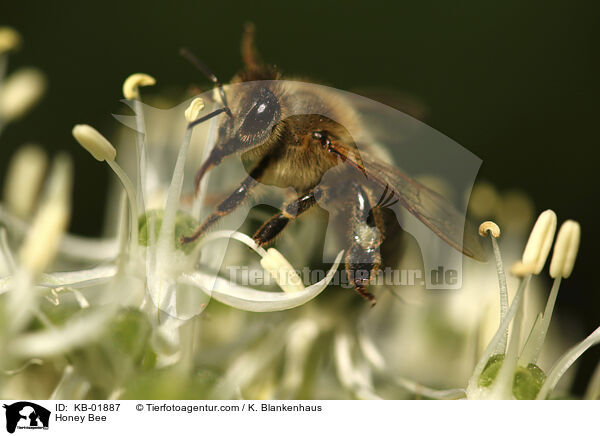 Honey Bee / KB-01887