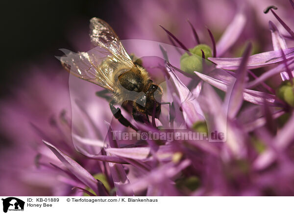 Honey Bee / KB-01889