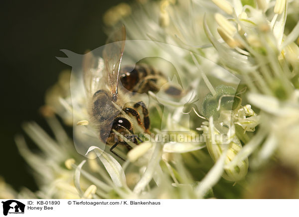 Honey Bee / KB-01890