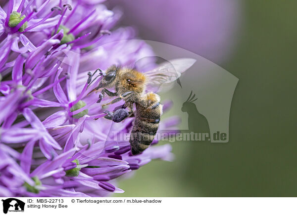 sitting Honey Bee / MBS-22713